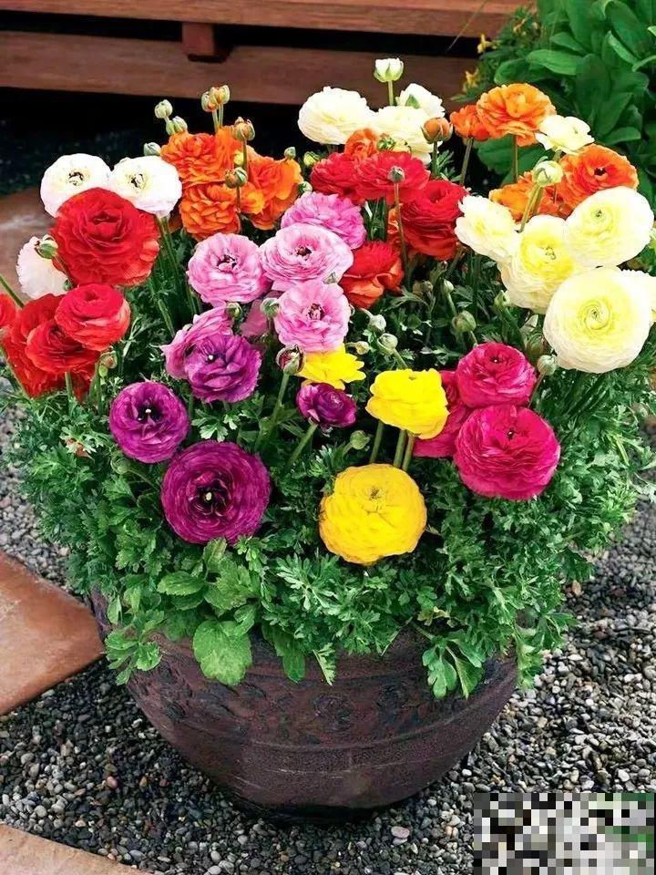 外国人的牡丹花，一盆能开28朵，花比拳头还大！