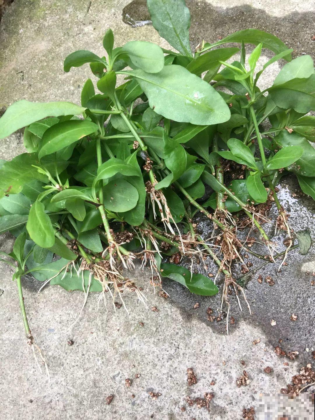 8种夏天扦插花，现在掐枝，下个月有花赏！
