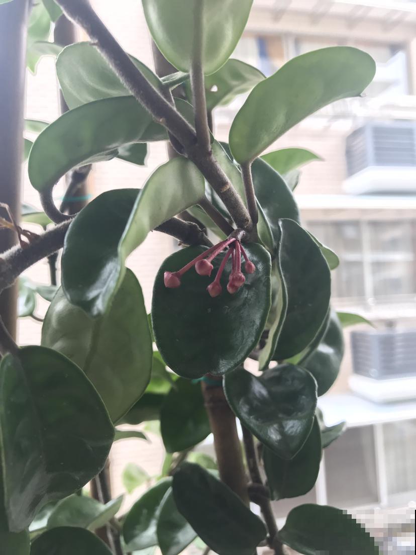 家里没光照，就养一盆球兰，开花满屋香味，叶子健康黑黝黝
