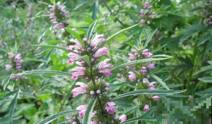 这花好看还好养，揪片花瓣泡茶喝，清热去火解暑气！