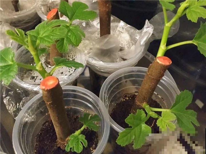 百香果、无花果，自己在家就能种，1根枝结3斤果！