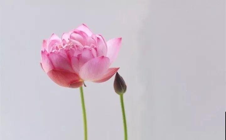 这花爱喝水，一天灌一瓢，三伏天也能开爆盆！