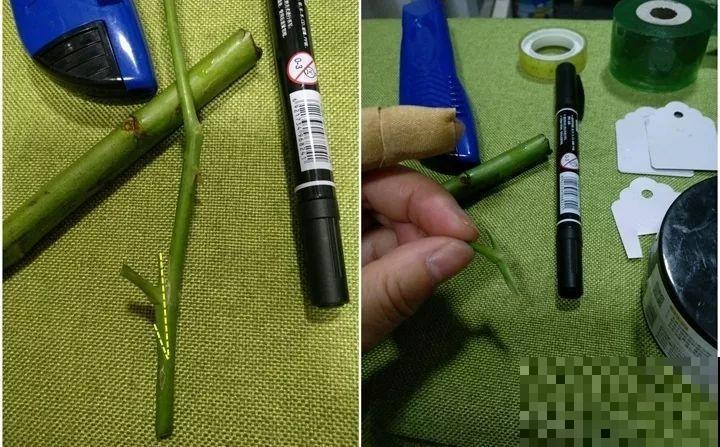 教你3种嫁接术，自己在家也能种出月季树，还能开多色！