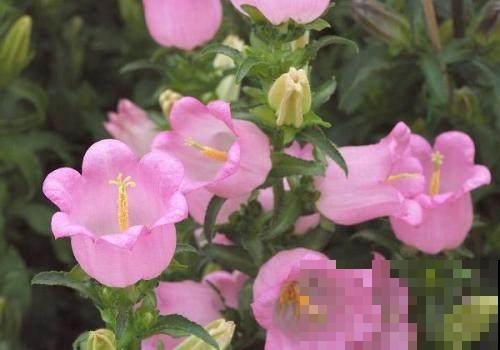 红火喜庆的风铃花，树枝满是红灯笼，这样的花卉还不心动？
