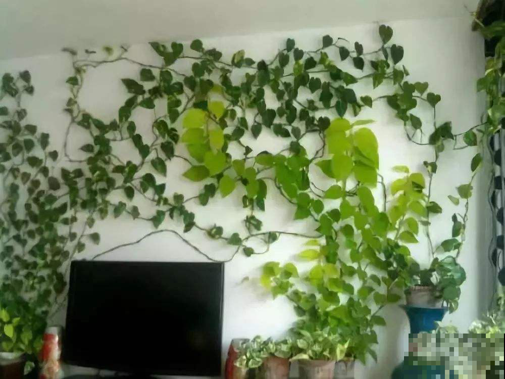盛夏这么做，绿萝的黄叶枯叶飞速逃离，叶子比手掌大一倍！