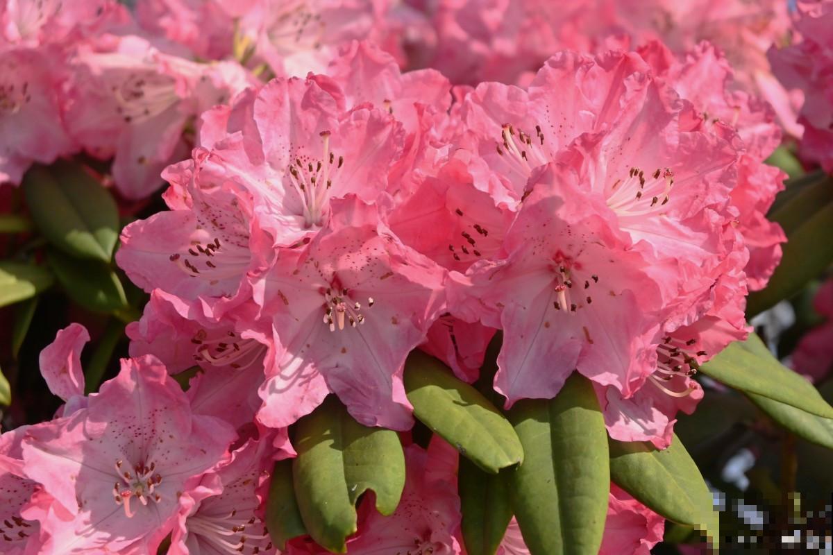 杜鹃花浇什么水最好
