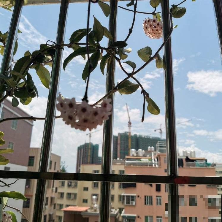 家里没光照，就养一盆球兰，开花满屋香味，叶子健康黑黝黝