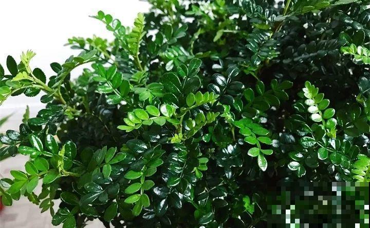 养了两个月的花，竟发现是假的？这些套路还真得摸清楚！