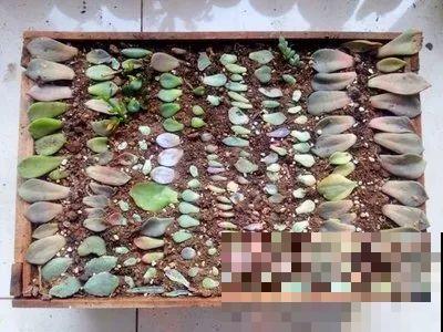 养多肉别用这种土，小心3天叶子掉光，7天只剩空盆！