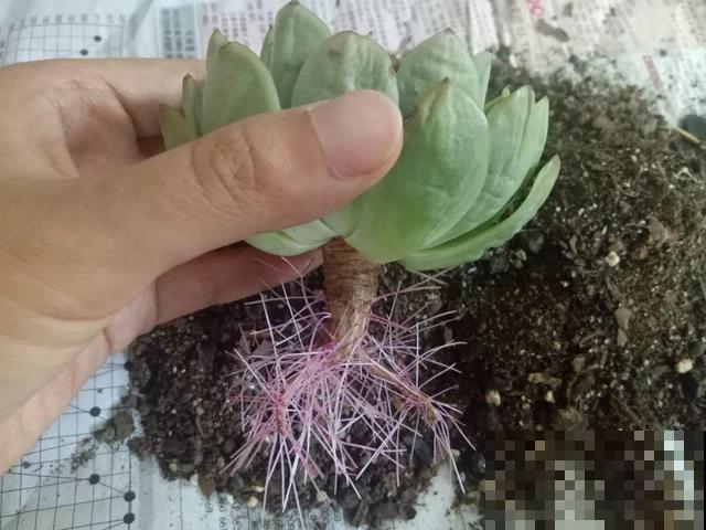 多肉长出胡须根？别急着浇水，说不定是烂根黑腐了！