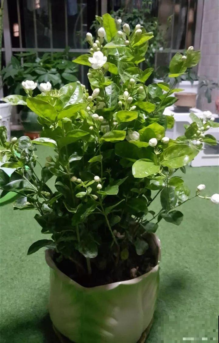 这20种花，一开就是上百天，阳台一年四季有花赏！