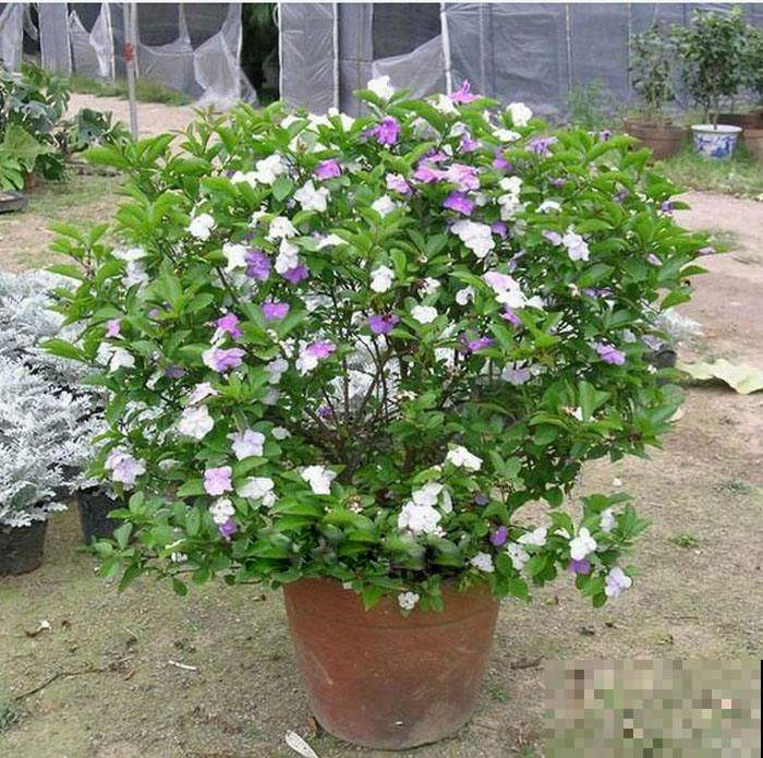 还在养全白的茉莉花？他养的能开好几个色，邻居馋的眼红！