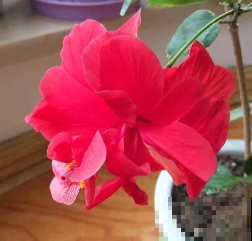 夏天养这15种花，越晒越爆盆，阳台瞬间热闹起来！