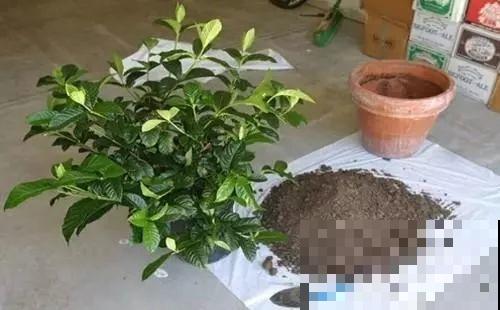 浇水的时候加点它，栀子不黄叶，开的花比拳头大！