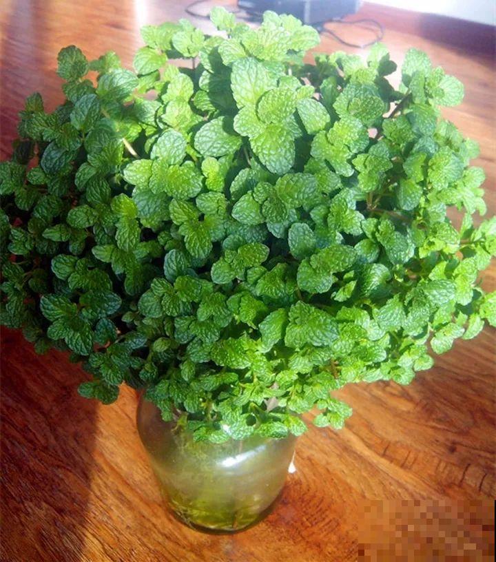 这10种“水桶花”，夏天得用大缸养，越浇水长得越疯狂！