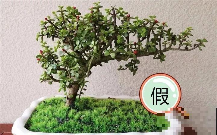 养了两个月的花，竟发现是假的？这些套路还真得摸清楚！
