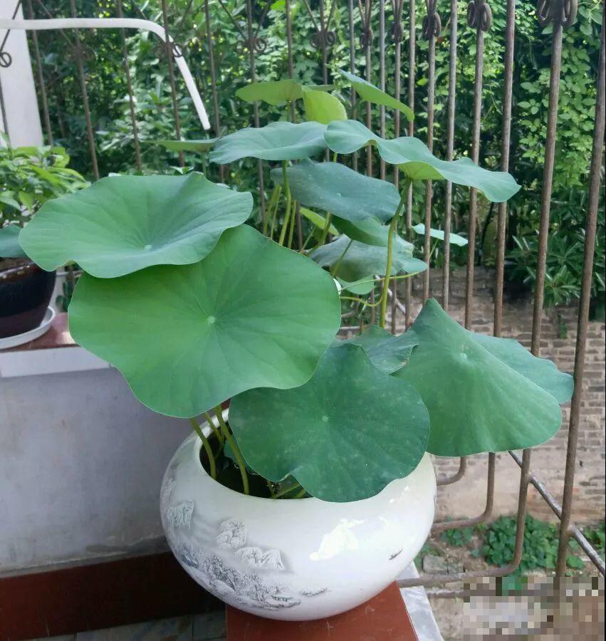 碗莲就得夏天种，丢种子到大缸，花全冒出来！
