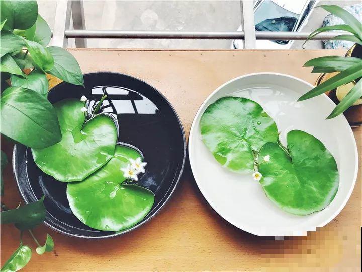 这10种“水桶花”，夏天得用大缸养，越浇水长得越疯狂！
