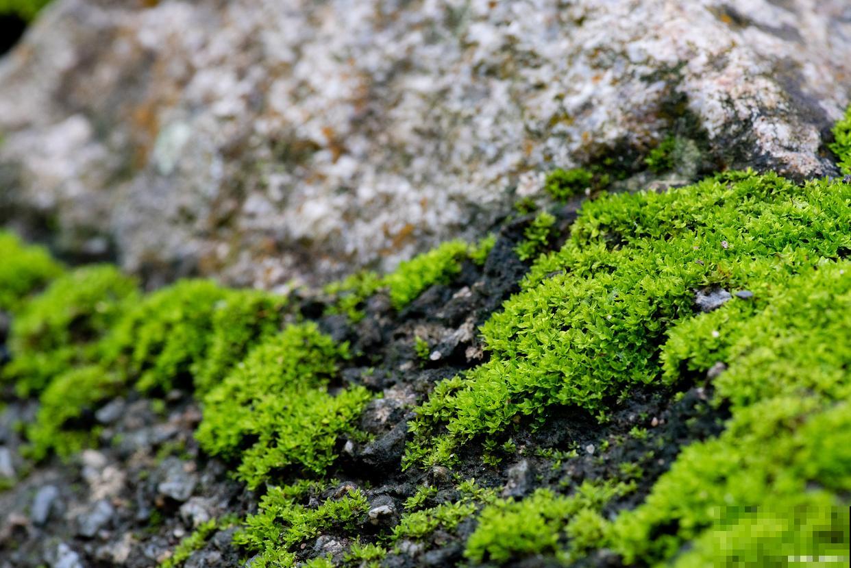 盆景青苔变黄怎么办