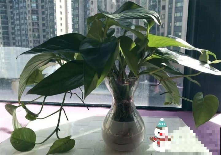 淘米水加点料，没有异味，肥效能翻10倍，养啥花都旺！