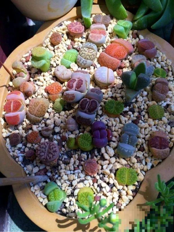 生石花个头虽小，可年年都在长，忍住别掰，一次冒出7个头！