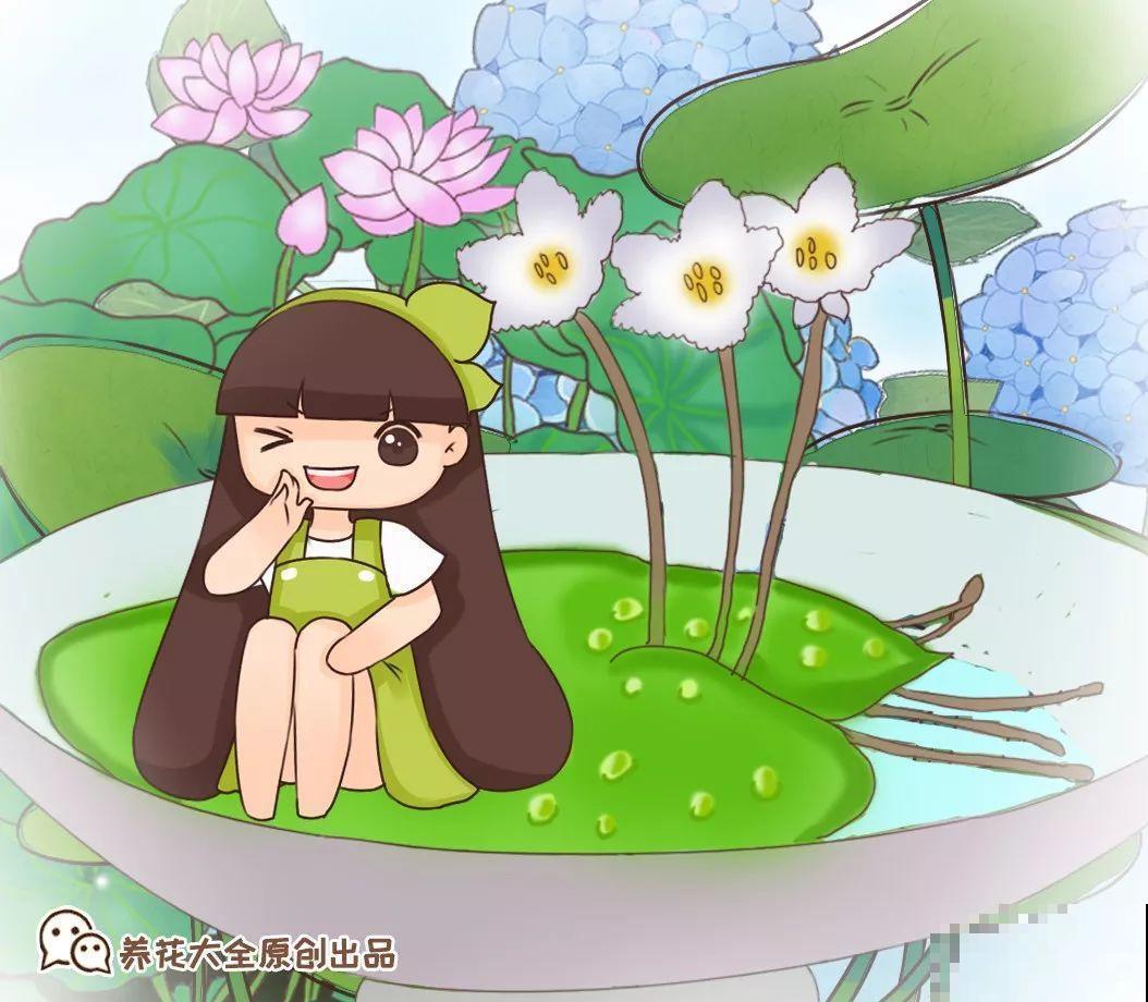 这10种“水桶花”，夏天得用大缸养，越浇水长得越疯狂！