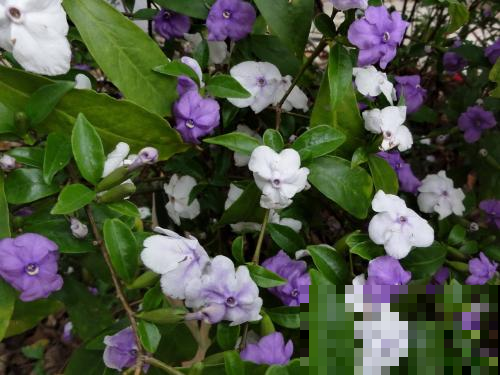 还在养全白的茉莉花？他养的能开好几个色，邻居馋的眼红！