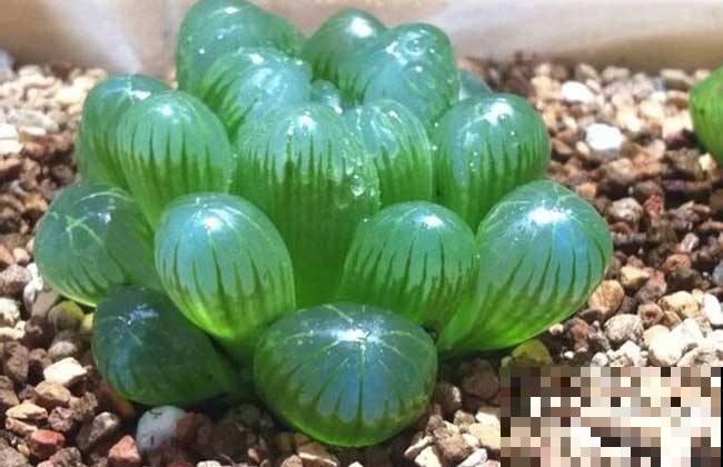 夏天成多肉的鬼门关？搞定浇水，天一凉就能缓过来！
