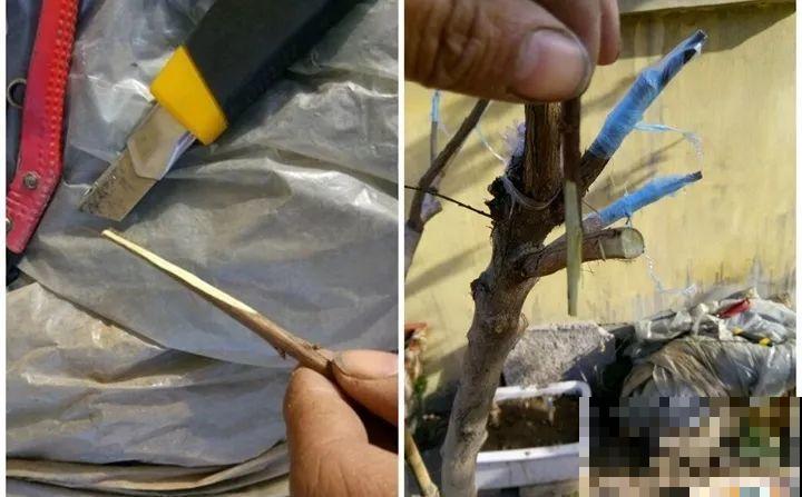 教你3种嫁接术，自己在家也能种出月季树，还能开多色！