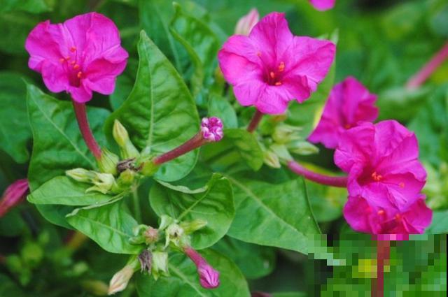 夏天的农村，到处都是“玩具”，放学路上掐根，能玩一路！