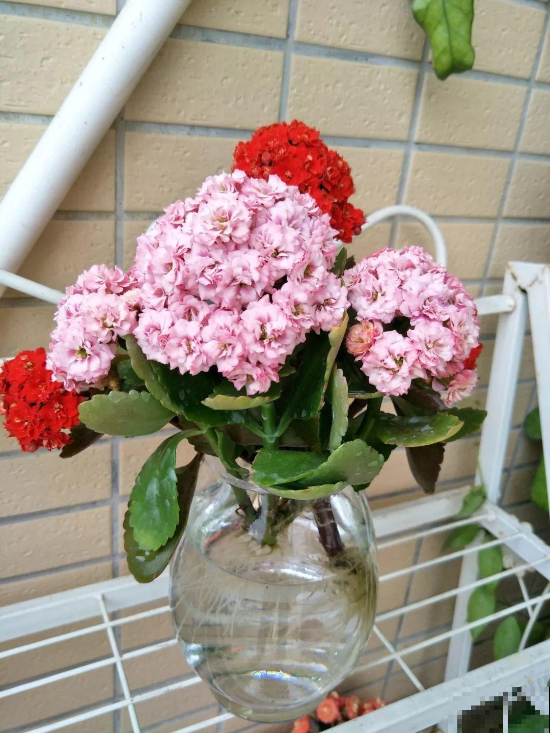 这花掐个枝丢水里，3天就生根，10天爆出一大盆！
