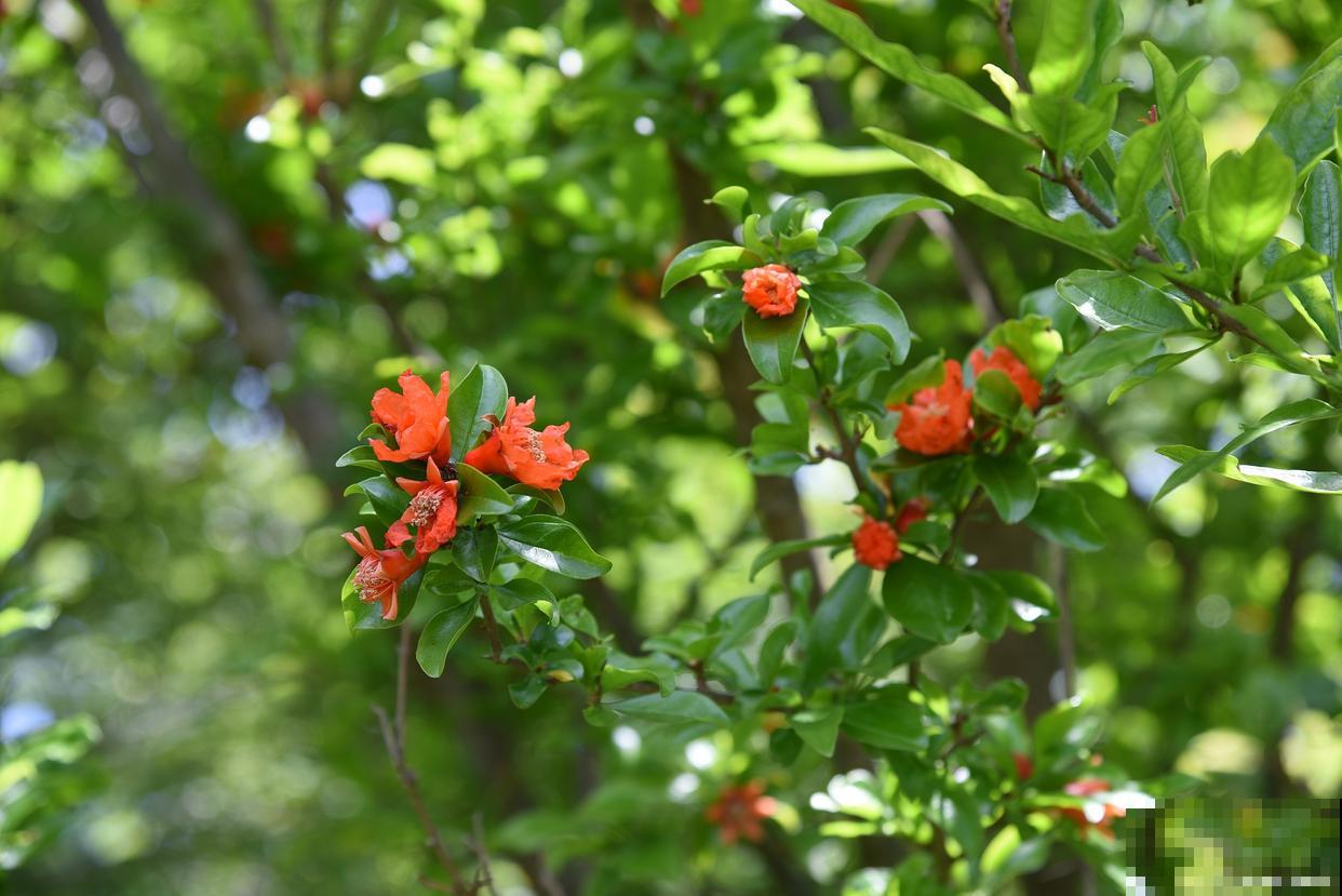 花石榴怎么养殖？