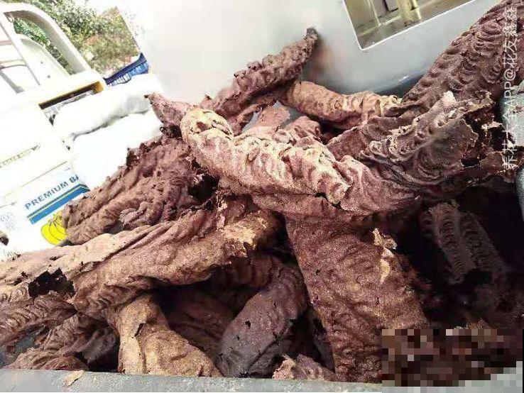 2滴废油倒盆里，花呼呼全开了，半年不用施肥！