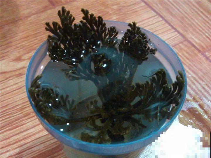 这10种“水桶花”，夏天得用大缸养，越浇水长得越疯狂！