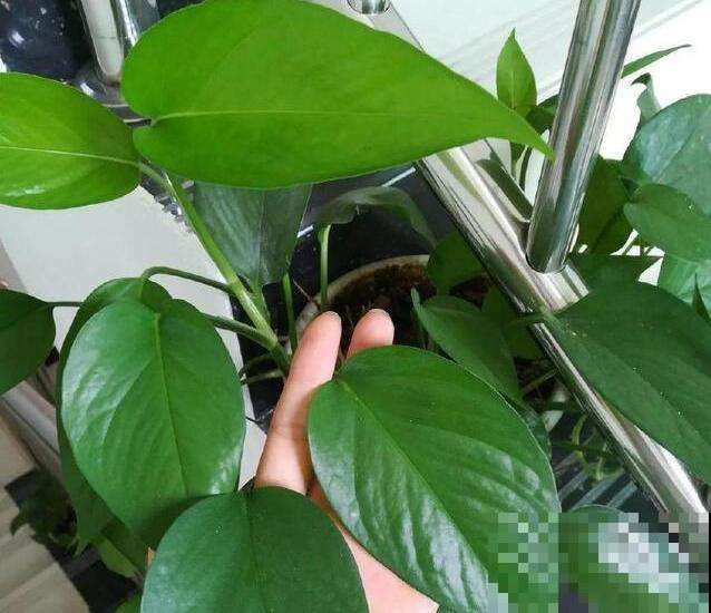 夏天吃剩的水果皮，拿来养花一级棒，叶子油亮又精神！