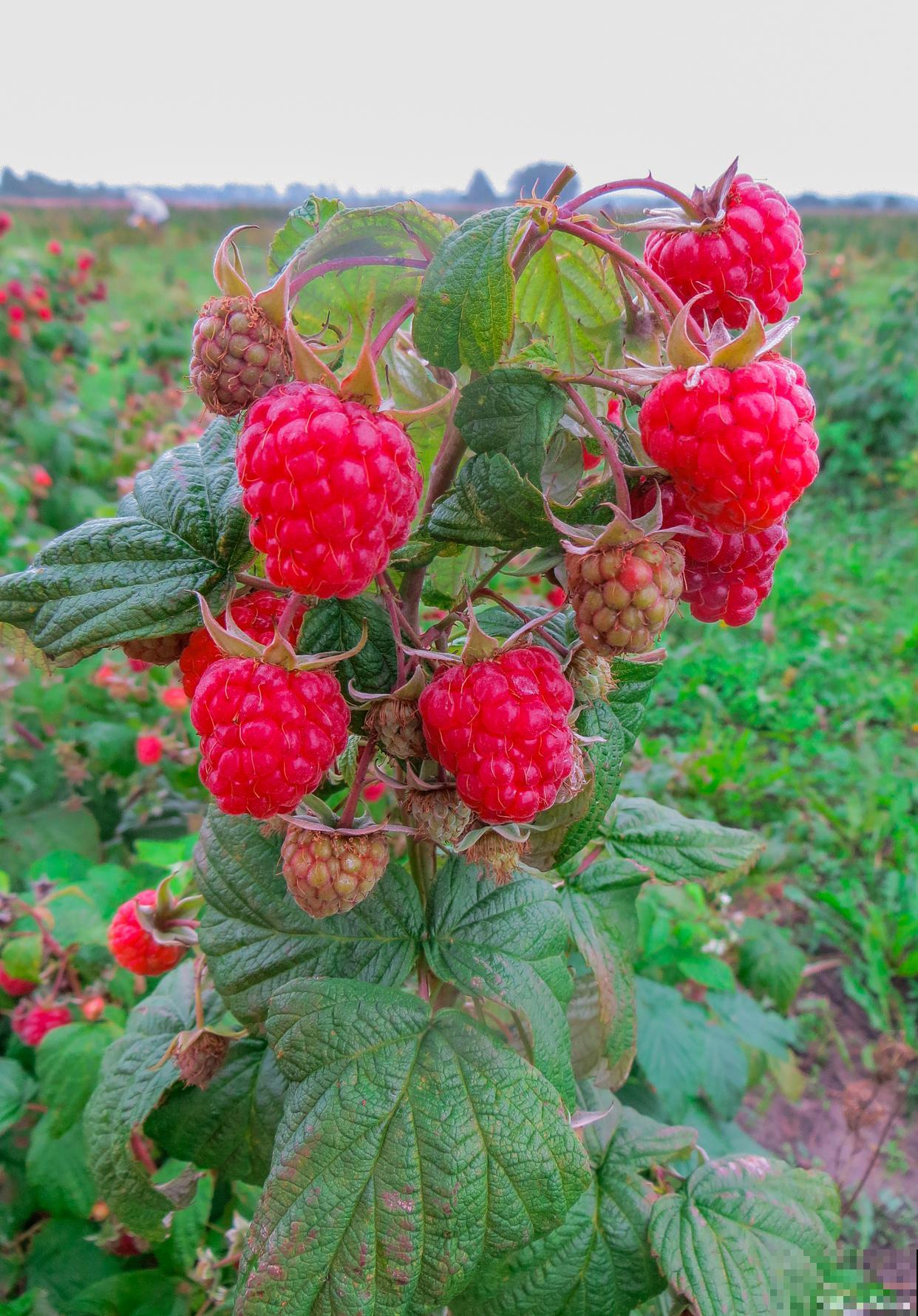 覆盆子种植技术与管理