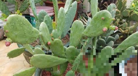 仙人掌养好了，蹭蹭长成高个儿，开花也不是梦！