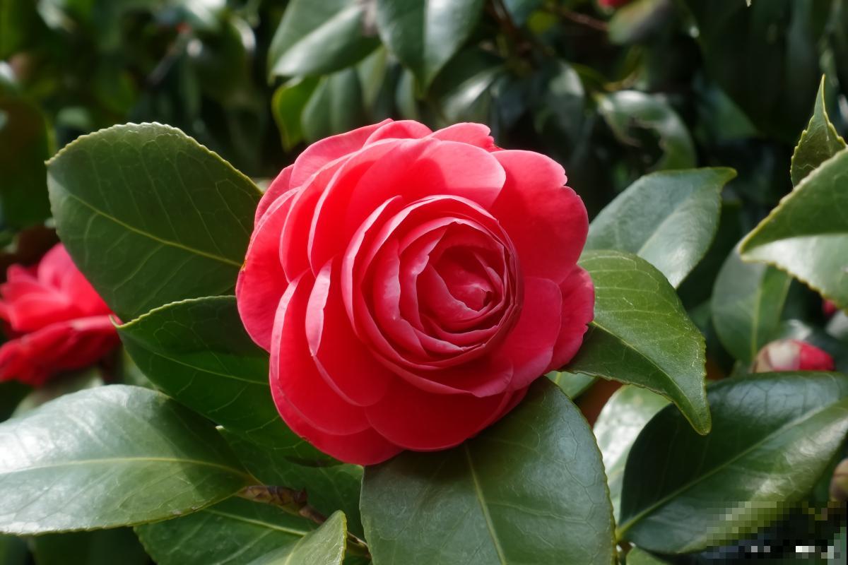红茶花怎么养的？