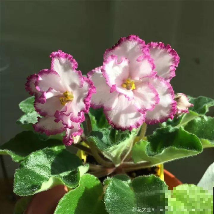 这20种花，一开就是上百天，阳台一年四季有花赏！