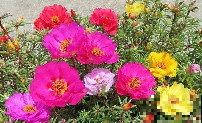 夏天阳台少不了长春花，越剪越长个，轻松开成大花球！
