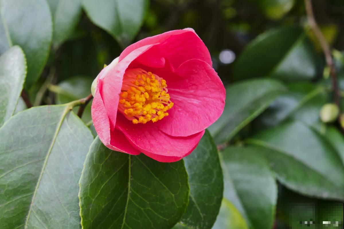 红茶花怎么养的？