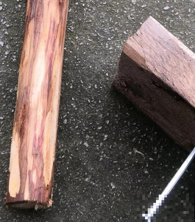 热不死的花，绑在木棍上养10天，开成一座大花塔！