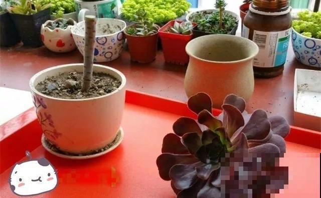 多肉砍了一段，还能活？一头变多头，株株都爆盆！