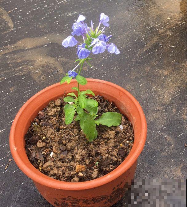 8种夏天扦插花，现在掐枝，下个月有花赏！