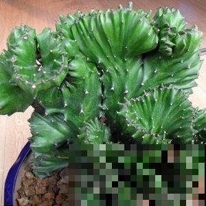 4种适合养在家里的花，满屋清香，夏天用它泡水还能解暑！