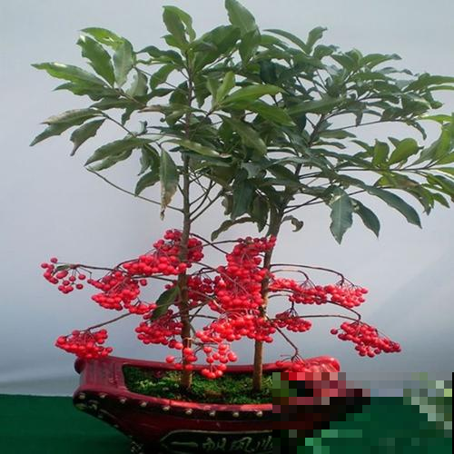家里养盆黄金万两，红火小果子结满枝，财源滚滚来！