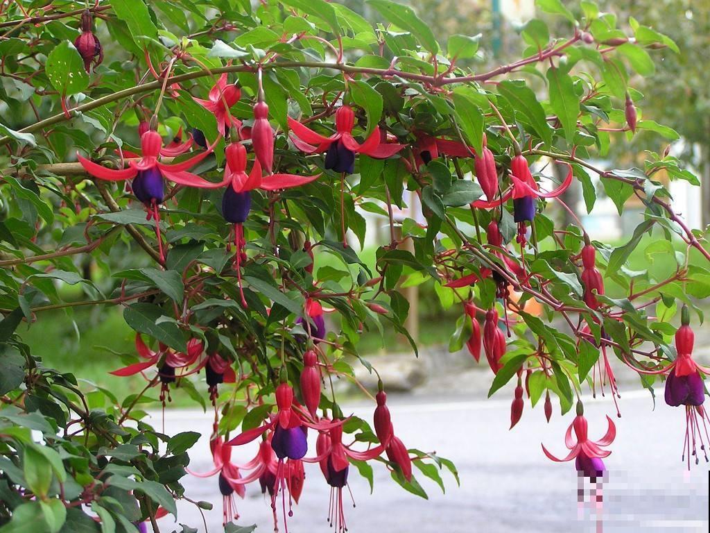 杜鹃花度夏成难题？抓紧修剪遮阴，不然虫子呼呼全都找上门！