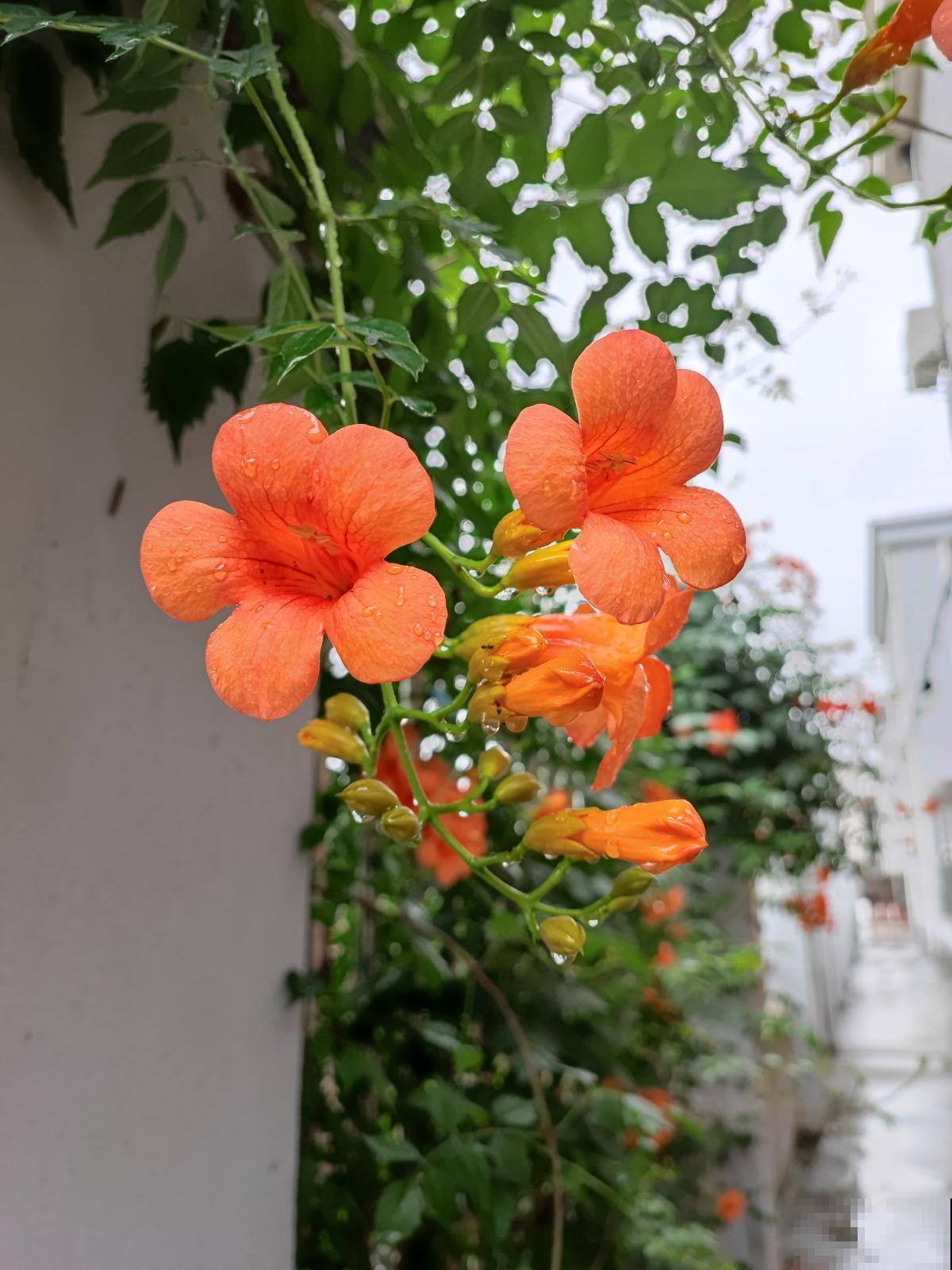 4种花，颜值高，但别随便养，否则有麻烦