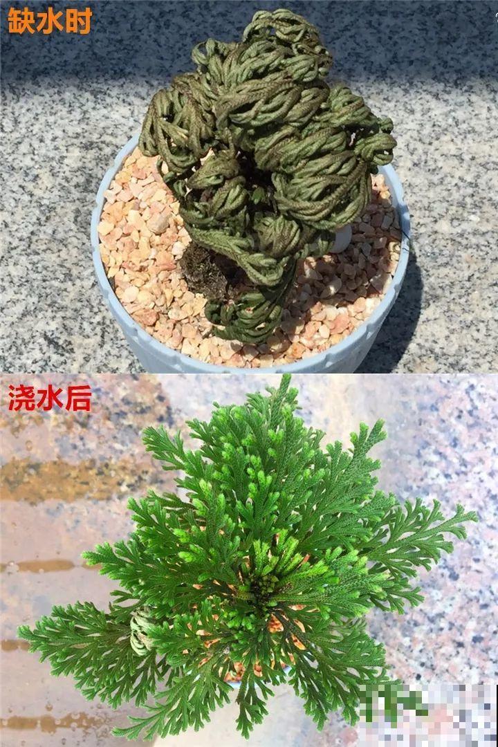 这10种“水桶花”，夏天得用大缸养，越浇水长得越疯狂！