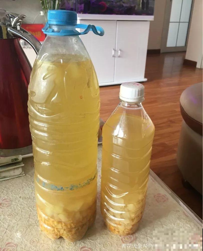 2滴废油倒盆里，花呼呼全开了，半年不用施肥！